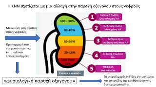 Pathophysiology of Anemia of CKD Kantartzi Konstantia [upl. by Winsor]