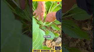 How to Harvest Fresh Mustard Greens  Quick Tips HarvestingTips Gardening OrganicFarming [upl. by Nosneh]