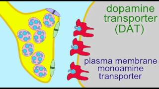 AP1 BRAIN DOPAMINE REUPTAKE [upl. by Libbi]