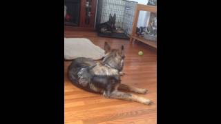 Hip Dysplasia German Shepherd Our Sadie [upl. by Hamimej]