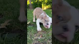 Our Watson has the funniest zoomies😂 frenchies frenchbulldog [upl. by Pomfret]