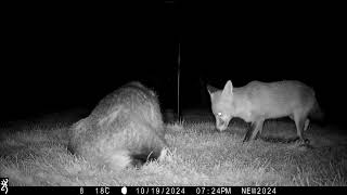 19th October 2024 Badger Boris and a fox [upl. by Edwina]