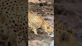 Cheetah Quenching Thirst in the Okavango Delta  Rare Moment of Grace wildlife safarisightings [upl. by Azzil251]