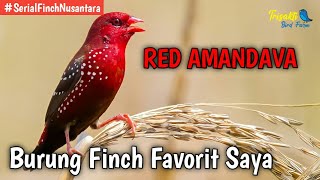 Strawberry Finch  Amandava Finch  Seputar Burung Finch Indonesia yang Exotic [upl. by Deckert]