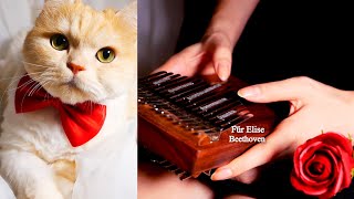 Für Elise  Beethoven  Kalimba cover [upl. by Akitan90]