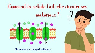 Vidéo 4 Membrane plasmique  Les transports membranaires [upl. by Oremo]