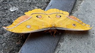 Veliki leptir Moljac Maglaj Moth Giant Butterfly Antheraea yamamai [upl. by Samantha671]