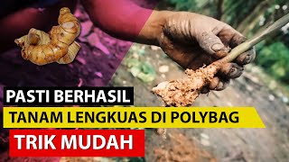 Cara Menanam Lengkuas di Polybag Agar Tumbuh Cepat [upl. by Fritze]