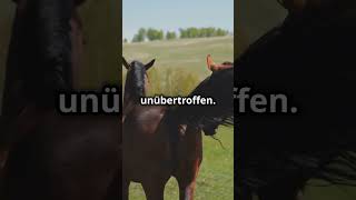 Faszinierende Fakten über Lipizzaner Die edlen Pferde factsofnature tiere animals [upl. by Kriste]