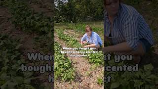 No beespollinators were harmed in the making of this video Subscribe gardening homesteading [upl. by Julius]