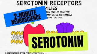 2Minute Neuroscience Serotonin [upl. by Cini410]