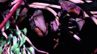 Bats at Brookfield Zoo [upl. by Enilauqcaj]