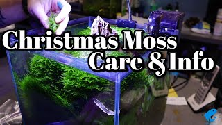 Christmas Moss Care and Information [upl. by Rausch]