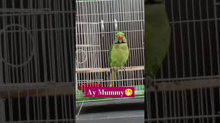 Parrot Sounds For Birds birds parrotsound ringneckparrot shorts ParrotReels [upl. by Htaeh]