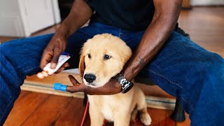 How to Brush Puppys Teeth for the First Time  Argos Clips [upl. by Didi211]