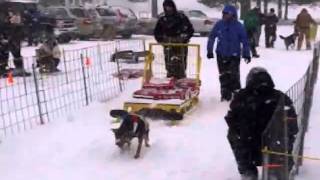 Dog Sled Pulling Contest in Kalkaska MI 11511 [upl. by Asirehc]