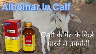 Albomar use in calf [upl. by Atniuq]