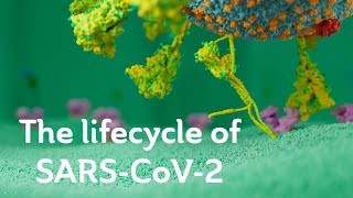 The lifecycle of SARSCoV2 Scientific version [upl. by Asiilanna]