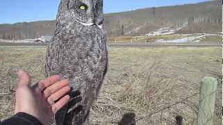 Petting a Wild Great Grey Owl [upl. by Sonja]