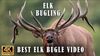 Best Elk Call Video  Elk Bugling Compilation During the Rut with HD Audio  Natures Best Sounds 4K [upl. by Ailuy]