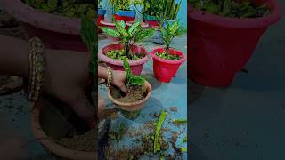 Aglaonema plant🌿 propagation tipslagane ka tarikatips indoorplantsplantsgarden🏡trending house [upl. by Netsyrc]