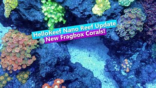 HelloReef Nano Update  New inverts amp FragBox Corals [upl. by Pillihp479]