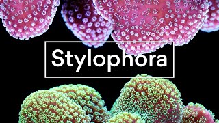 Stylophora [upl. by Ahsias]