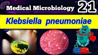 Klebsiella pneumoniae شرح بالعربي Difference between E coli and Klebsiella [upl. by Shulamith734]