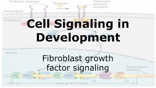 Fibroblast Growth Factor Signaling [upl. by Bennett]