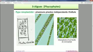 Les thallophytes  Les Algues [upl. by Meer]