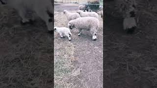 Valais Blacknose Lambs  2 Weeks Old [upl. by Nayrda]