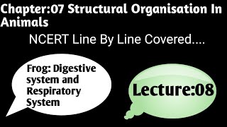 Frog Class 11 BiologyDigestive system Of FrogRespiratory System Of Frog NcertNeet [upl. by Chrysler]