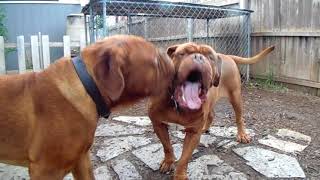 DOGUE DE BORDEAUX  Ruff amp Tumble in the Dogues Yard [upl. by Lauri278]