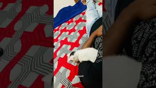 Amazing cat video of kunjappi sleep 😍 shorts [upl. by Aynik986]