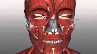 Muscles of Facial Expression  Anatomy Tutorial PART 1 [upl. by Santini]