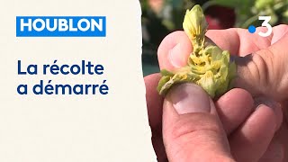 Houblon  la récolte a démarré en Alsace [upl. by Nairoc413]