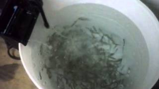 How to keep your minnows alive for a long time [upl. by Ainahs]