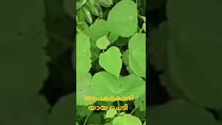 BTALKS malayalamlatest [upl. by Hayalat102]