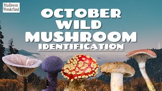 October Wild Mushroom Identification 2024 [upl. by Sillyrama363]