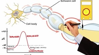 NEURON ACTION POTENTIAL MADE EASY [upl. by Ainot334]