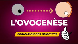 Lovogenèse  formation des ovocytes [upl. by Amero]