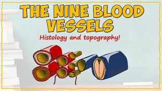 Blood Vessel Histology and Topography [upl. by Felisha]