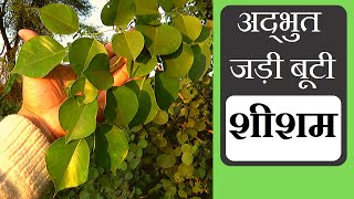 शीशम पहचान और फायदे │Dalbergia Sissoo Dalbergia Latifolia Identification amp Benefits Vishal Sathye [upl. by Aneeram]