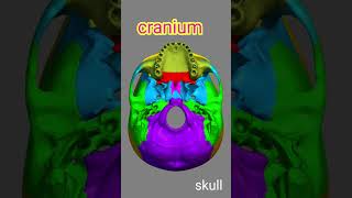 Cranium Bone8Skull anatomy biology shortvideo trending bones [upl. by Kimmel]