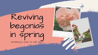 Bringing begonias out of storage in spring [upl. by Tiphane]