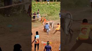 Friendship 😎 mass 😱 friendship natpustatus vairalvideo newpost shortsfeed jallikattu [upl. by Eddi807]