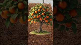 Best technique to grow Persimmon shorts [upl. by Dorrej]