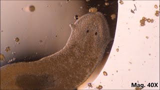 Planaria moving and feeding under the microscope [upl. by Nibram]