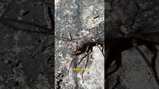 Alien Bug VS My Finger bug creature predator [upl. by Ariahs]