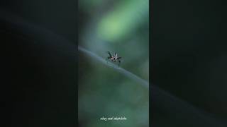 Leucauge Sp Insect Spider Wildlife Arthropoda nature beautiful animal trending srilanka [upl. by Balcer]